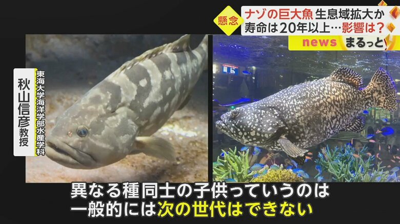 「（元になったクエとタマカイは）属は一緒ですけど種としては違うものです」