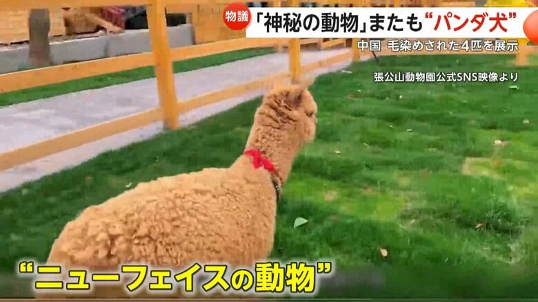 動物園のニューフェイスとして紹介されたアルパカ