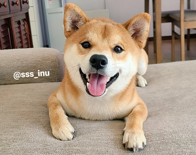 麦くん（提供：犬さん）