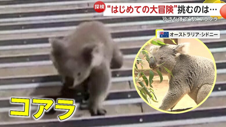 駅の階段をのぼるコアラ