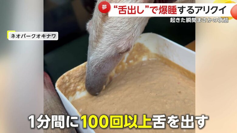 エサを食べるときは1分間に100回以上舌を出して高速でなめ取るのが特徴