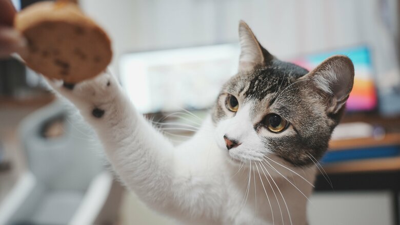 提供：ゆに＆メッシさん