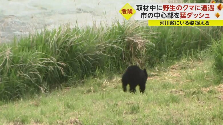川沿いを上流に向かって走るクマ