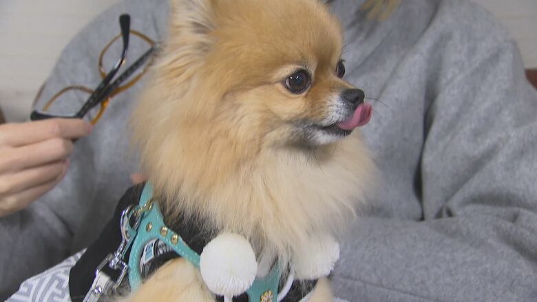 犬を連れて避難