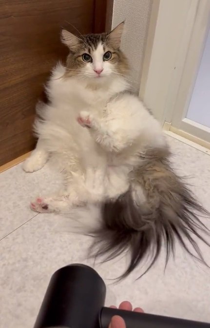 ドライヤーも「結構好きなんだ！」とのこと