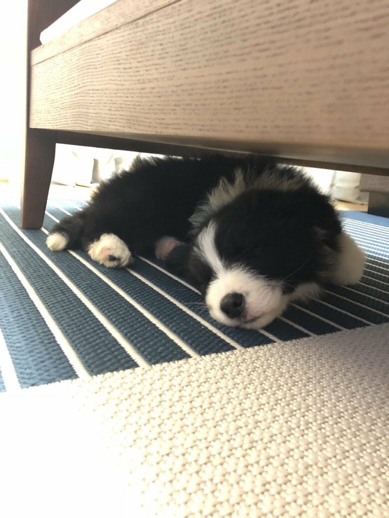 こゆきちゃんのパピー時代