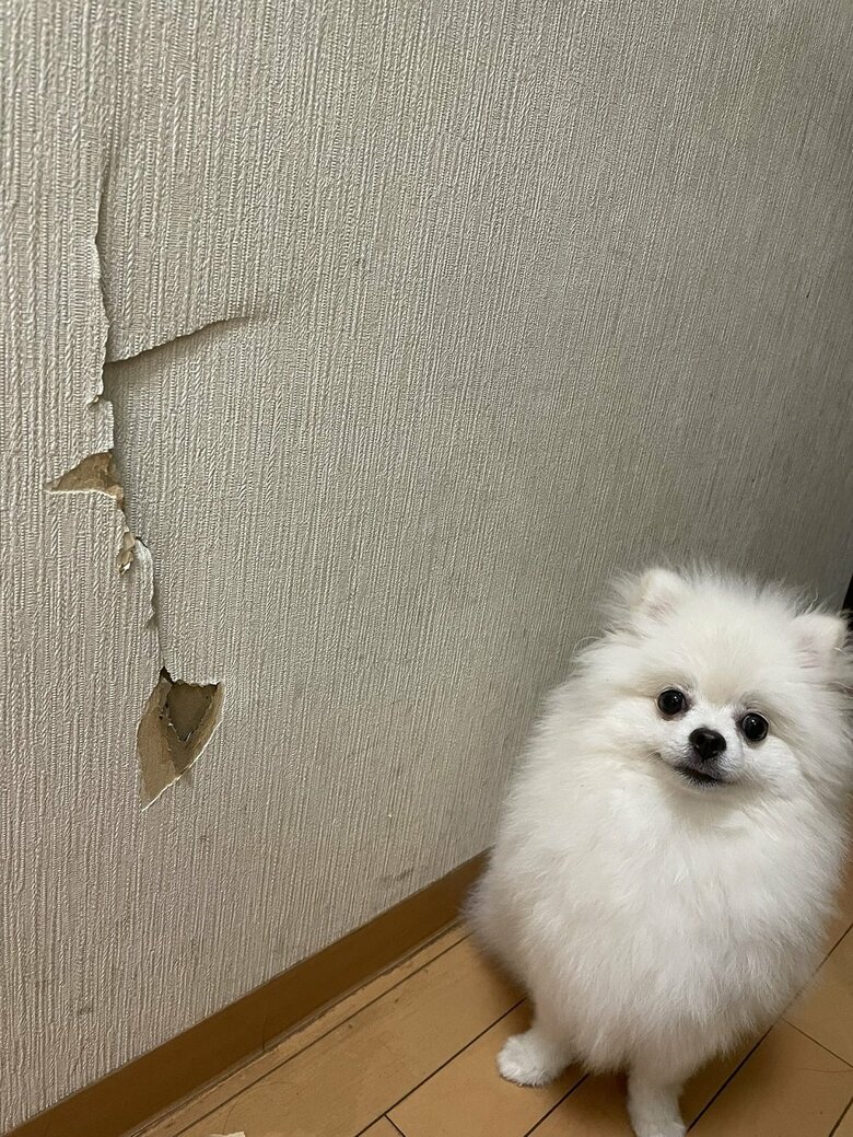 壁をガリガリし、自首してきた様子