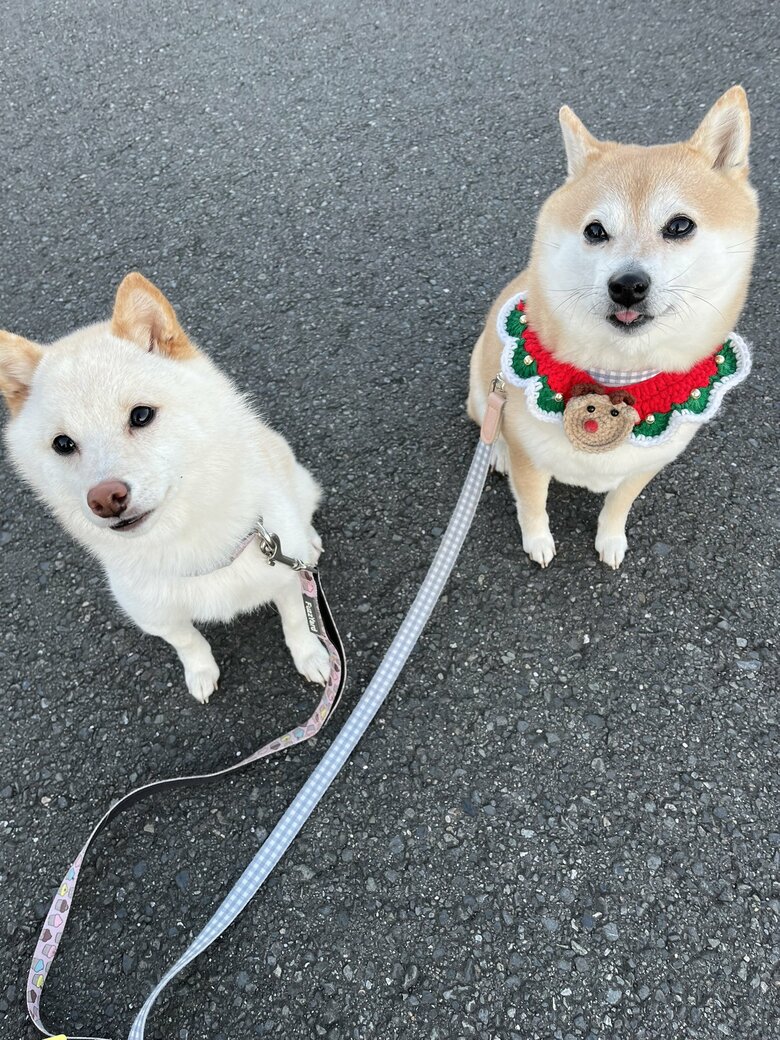 揃ってお座り