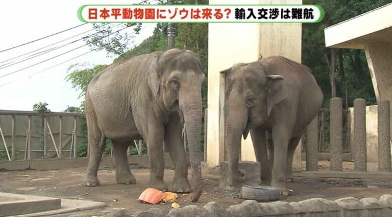 残るダンボ（右）も高齢だ