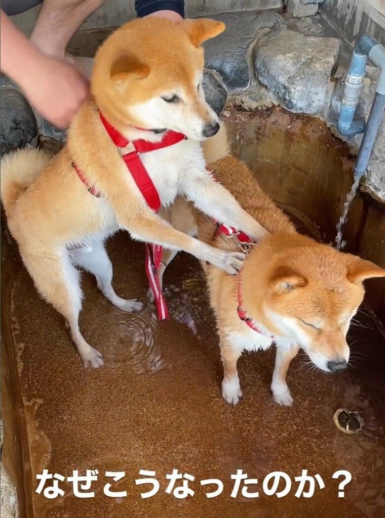 わさびくんはぬれるのが嫌な様子