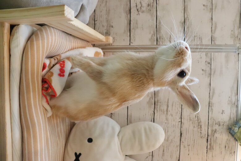 提供：げんまいとうるちさん