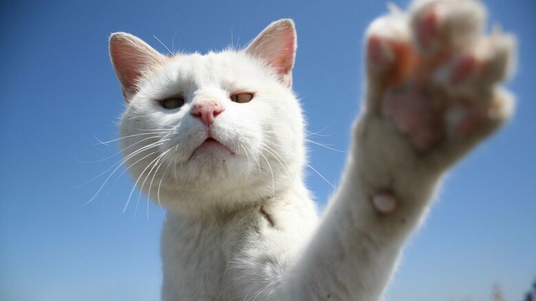 近づくと“猫パンチ”されることも（画像はイメージ）