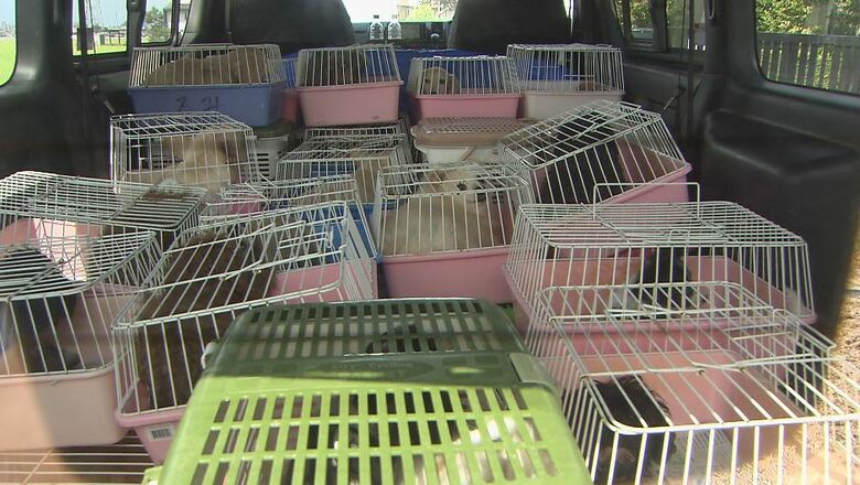 施設で飼育していた犬　※当該の犬ではありません