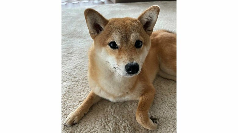 マメちゃん