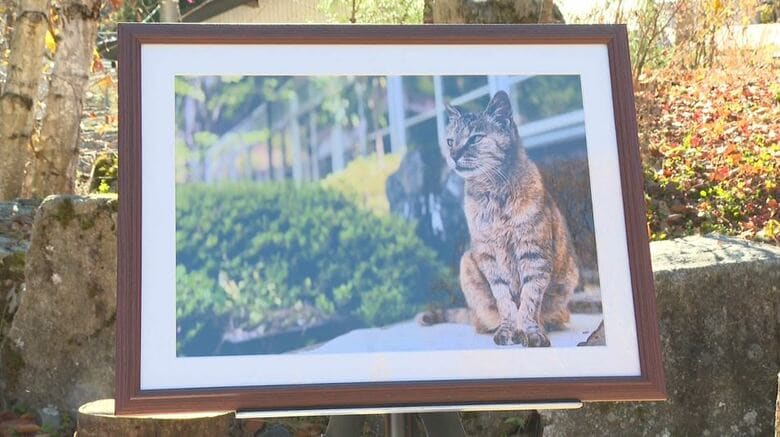 猫校長　高峰
