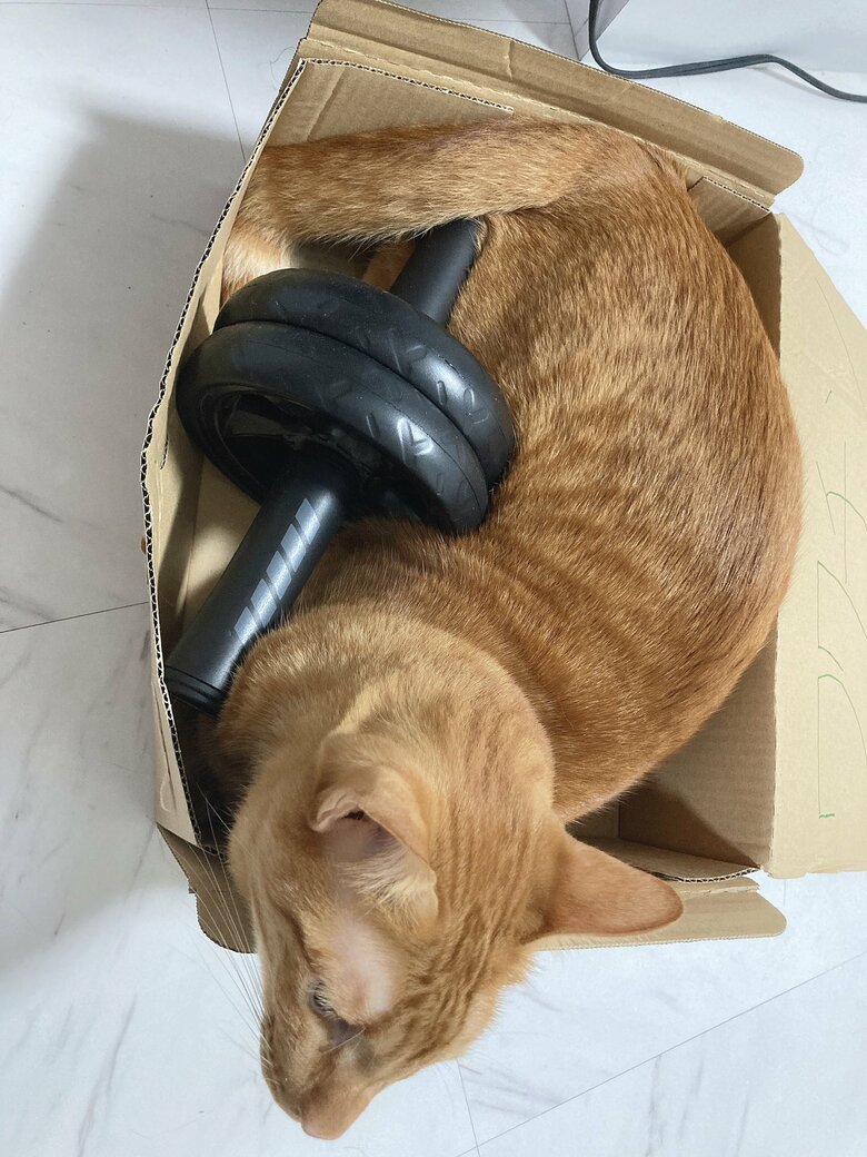 提供：たぬき&とらさん