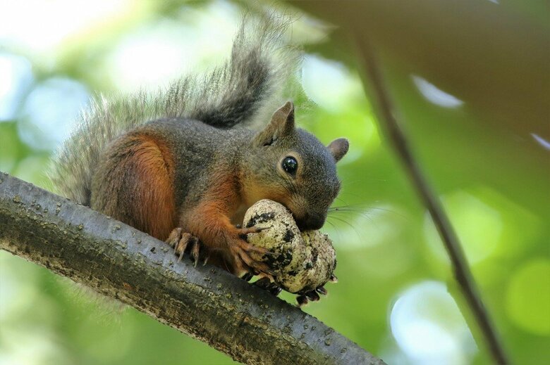 土中から掘り出したキノコを食べる二ホンリス（撮影：五味孝一さん）