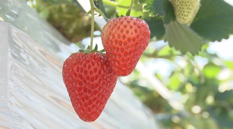 精農舎の「紅ほっぺ」