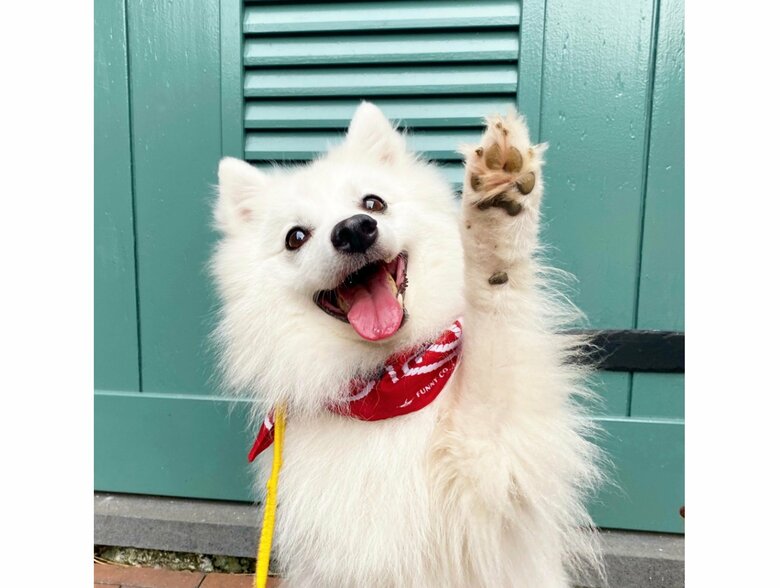 提供：ぽぽさん