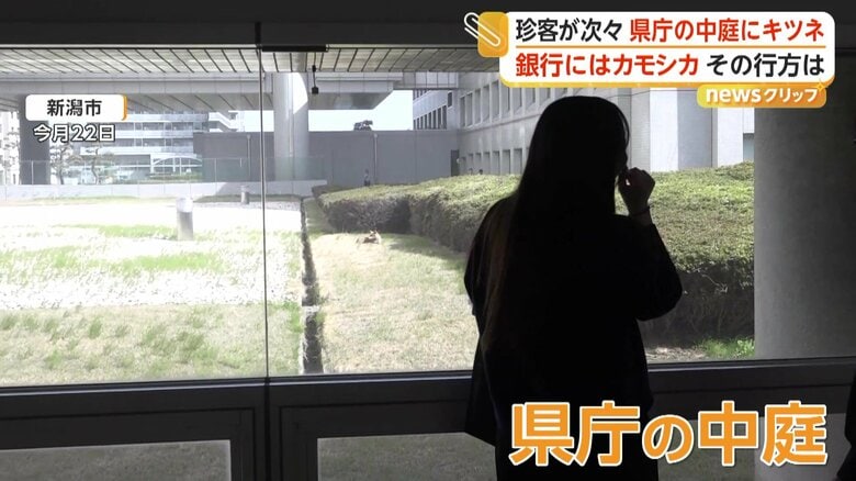 新潟県庁の中庭で眠るキツネ