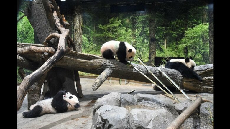 以下、画像は（公財）東京動物園協会提供