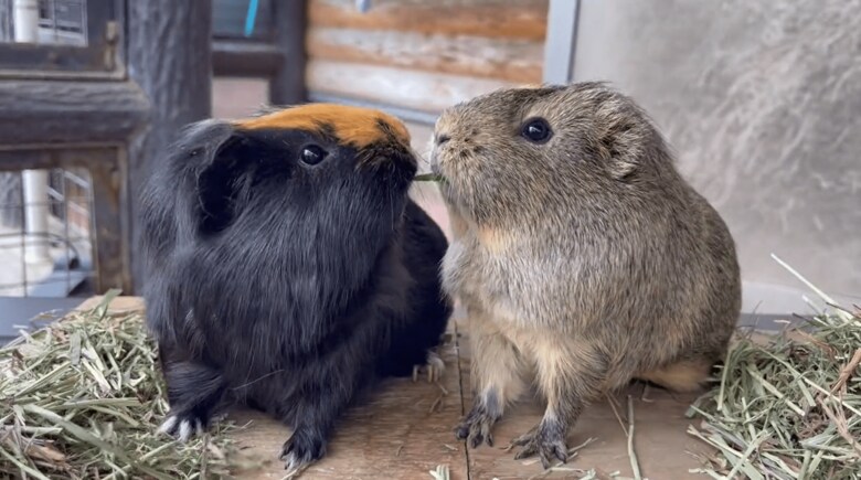 きのこちゃん（左）ともくちゃんの戦い