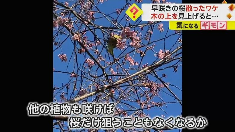 花の蜜を食べる様子が撮影された「ワカケホンセイインコ」の映像