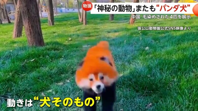 レッサーパンダのように見えるが、動きは犬そのもの