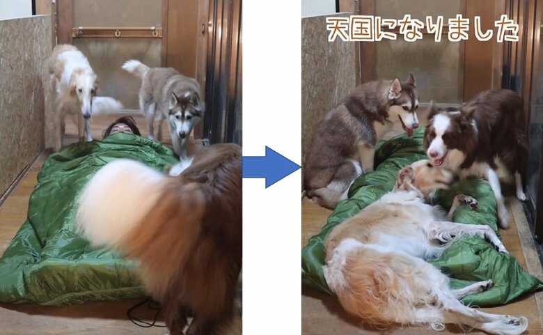 「廊下で寝てみた」ところ、続々と3頭が登場してきた