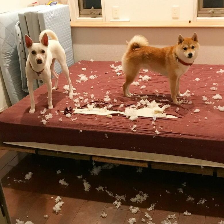 提供：柴犬ハル&雑種すずさん