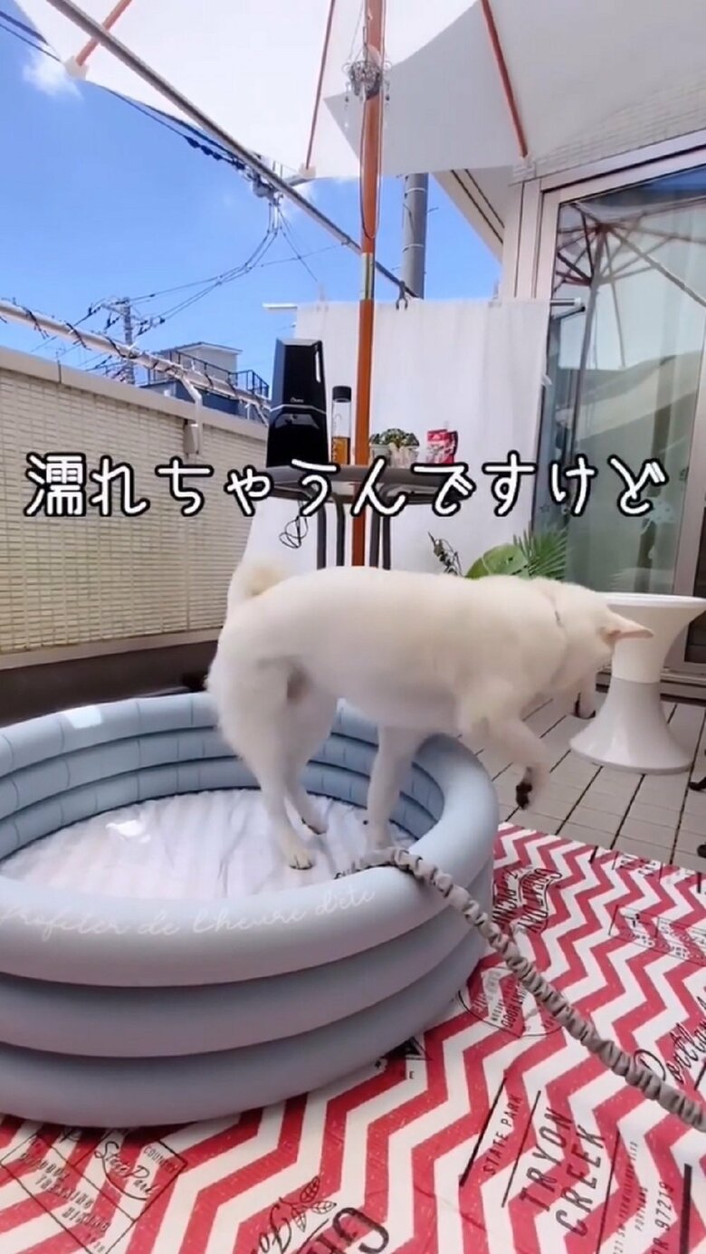 水が苦手なだい吉くんは濡れるのを嫌がって…
