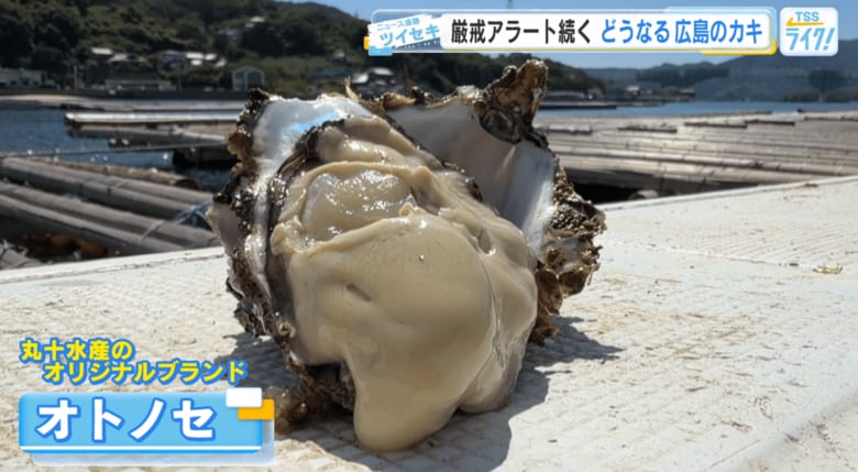 丸十水産オリジナルブランド「オトノセ」