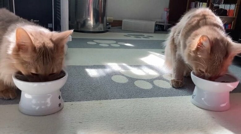 もぐもぐ食べる2匹