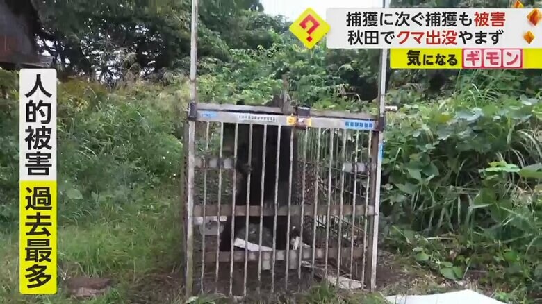 ワナにかかり、クマがおりに入れられている