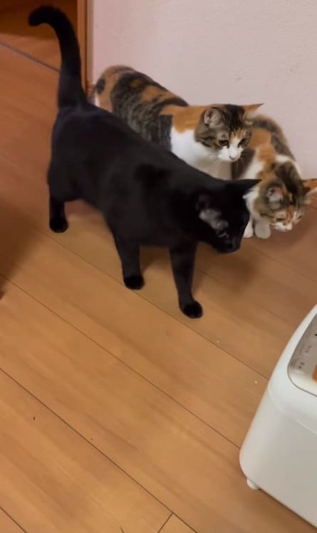 左からあずきくん・ラムちゃん・チャチャちゃん