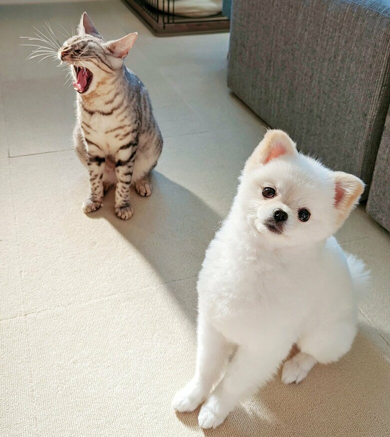 かわいらしいきめ顔のこめたくんの後ろであくびをするうにちゃん