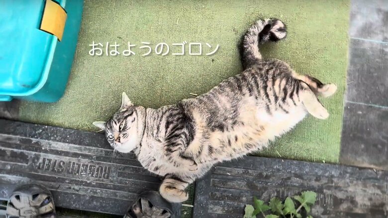 コタローくんの日常（1）