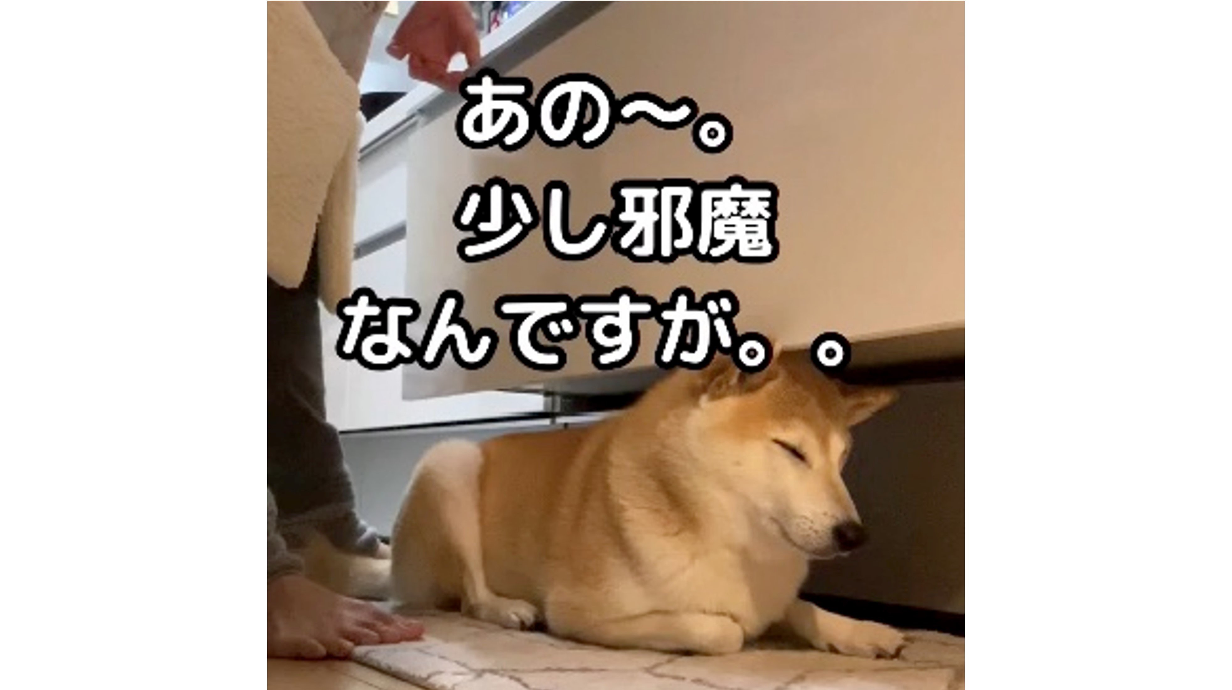 邪魔可愛いヤツめ キッチンから動かない柴犬 引き出し開けても器用に頭を下げて なぜ居座る 飼い主に聞いた Fnnプライムオンライン Goo ニュース