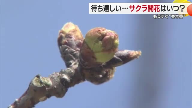 待ち遠しいサクラ　松山・道後公園の標本木は「ツボミの固さある」開花宣言は２２日以降か【愛媛】