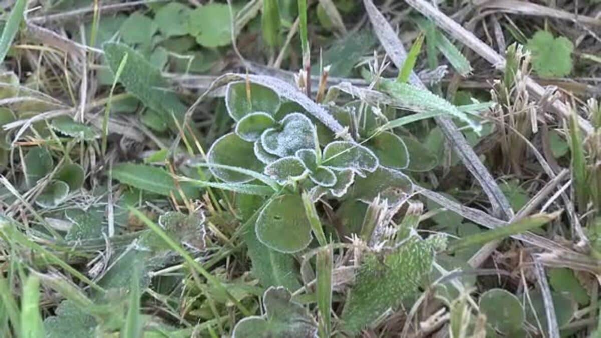 県内 2026シーズン一番の冷え込み 二十四節気「霜降」 岩手県
