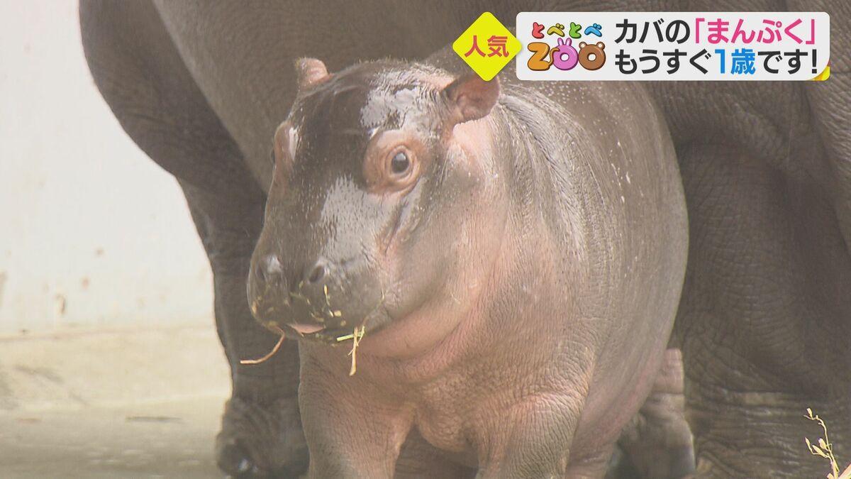 赤ちゃんカバ まんぷく が1歳に 体重は約140キロ 歯も生えそろい 大好物を食べて元気に成長中 愛媛発 Fnnプライムオンライン