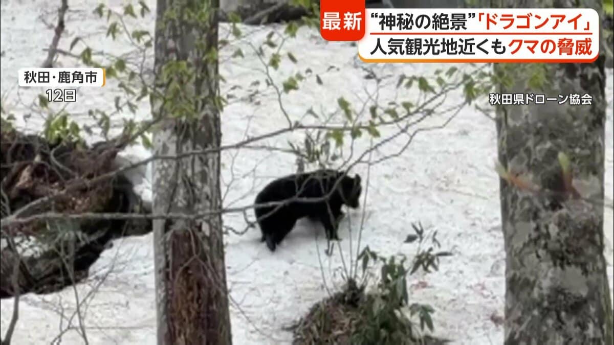 人里“覚えた”クマが各地に出没 八幡平の「ドラゴンアイ」ではセンサー
