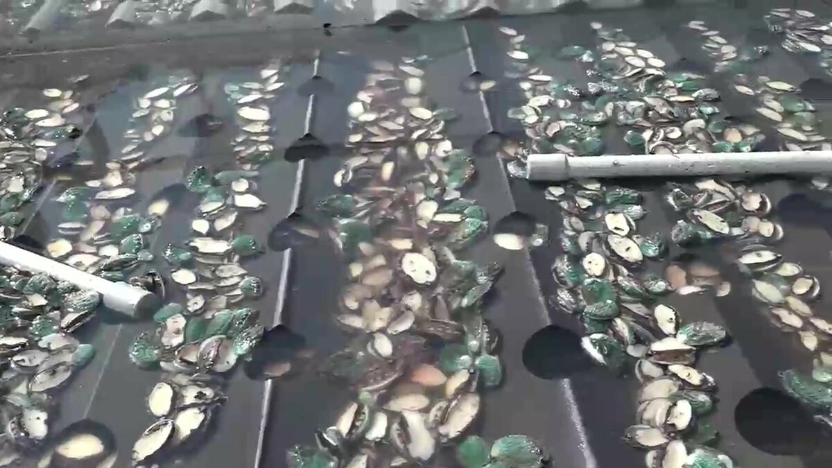 img_8e95fe5563e5f4e85661bba4b0