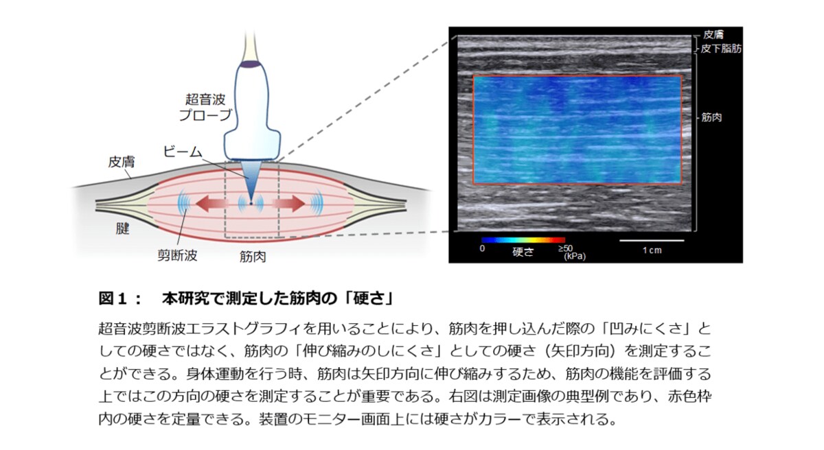 アスリートの 筋肉の硬さ と 競技パフォーマンス の関連性を明らかに