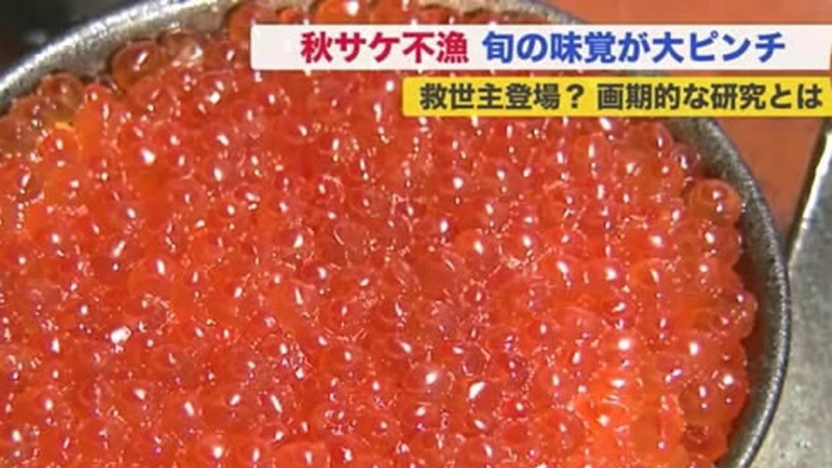 秋サケ漁不振で 北の味覚 がピンチ 育てる漁業 が将来の食卓を救う 北海道発