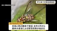 セグロウリミバエの被害減少　伊江島での対策効果を確認