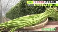 鞘に16粒の豆が収まる…岐阜県の伝統野菜『十六ささげ』の収穫が最盛期 名古屋の市場等へ約3トン出荷予定