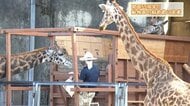 【開園55周年】動物への愛をつなぐフェニックス自然動物園の舞台裏　飼育員たちの日常と守りたい未来