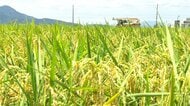 【速報】コメ農家への支払い額が急落　JA福井県がコシヒカリの内金を1万7000円に決定　去年より1万2000円下回る　“コメ余り”で大幅引き下げ