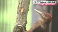 国内初「ノグチゲラ」のリハビリ施設を名護市のネオパークオキナワに設置